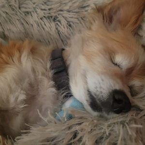 Meet your Posher, Roz